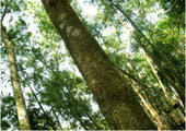 Click image to zoom image