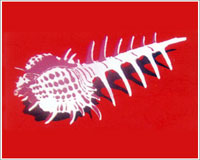 Click image to zoom image